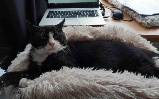 Elderly Cat relaxes on pillow