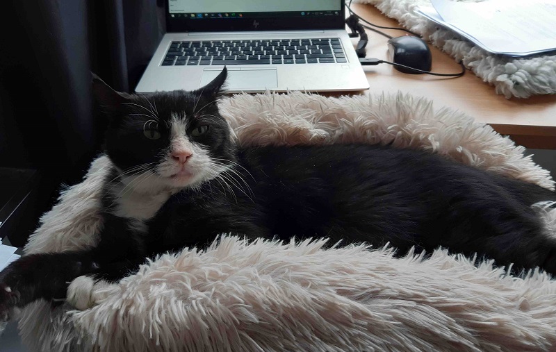 Elderly Cat relaxes on pillow