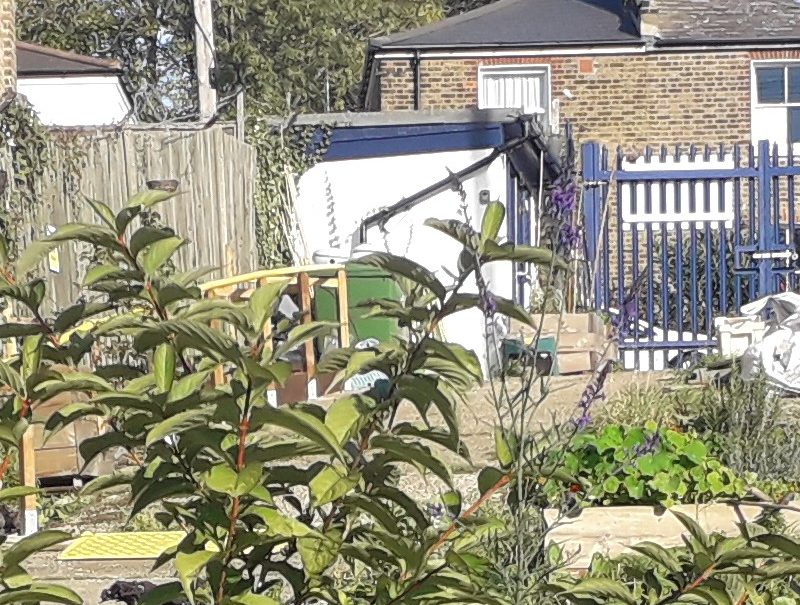 A plant in the foreground and vegetable beds in the middl ground, with the garden's gate in the background