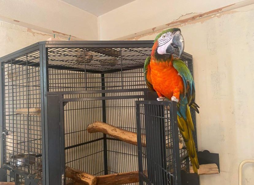 Rango, the Macaw with No Claw
