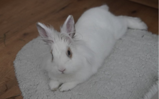 white bunny sitting on the floor