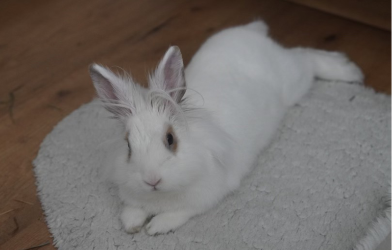 white bunny sitting on the floor