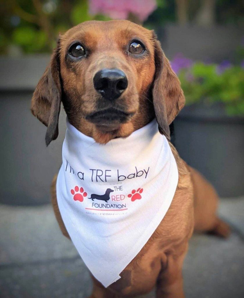 Orange sausage dog posing in The Red Foundation scarf 