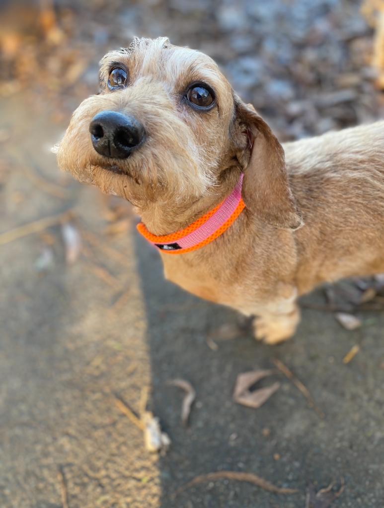 Eileen's adopted sausage dog Rosa, a long-haired dachshund