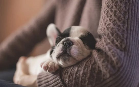 A sleeping puppy rests with its head in the arm of its owner