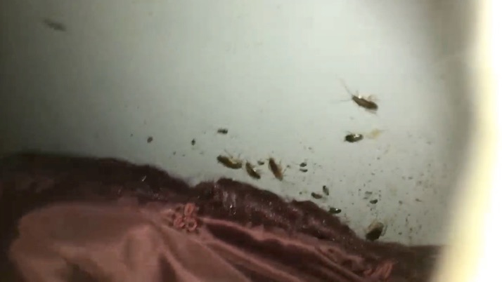 Dozens of cockroaches behind a bed in a London flat.