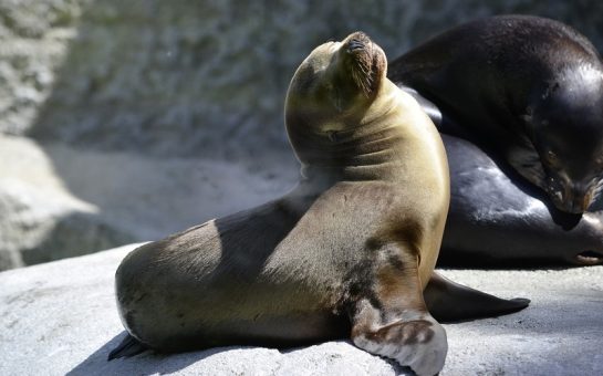 A seal