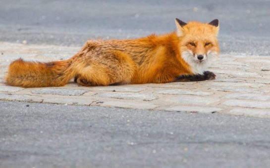 Fox laying on road looking into camera