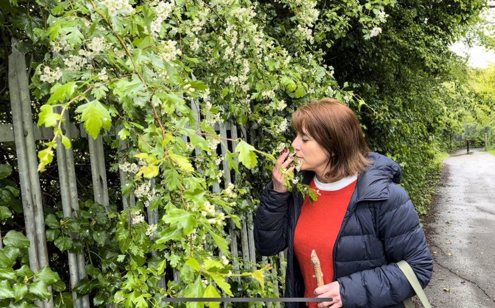 Woman smelling flowers growing along lane