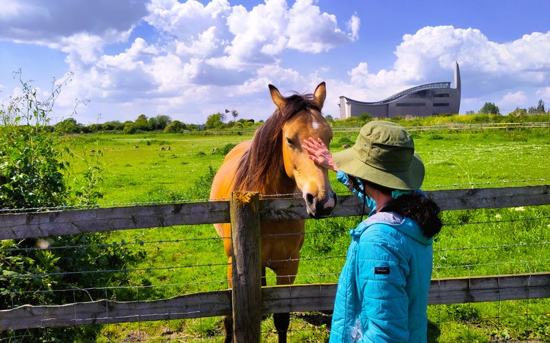 An image of a woman petting a horse