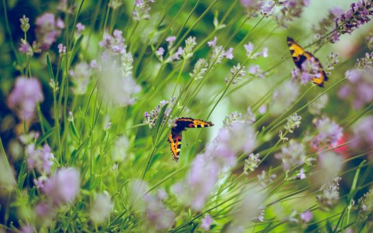 A photo of a butterfly in a garden.