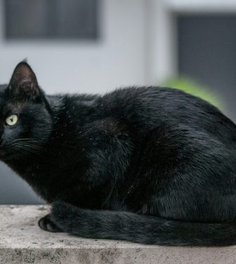 Black cats