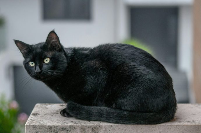 Black cats