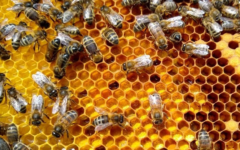 Honey bees (Credit: The British Beekeepers Association)