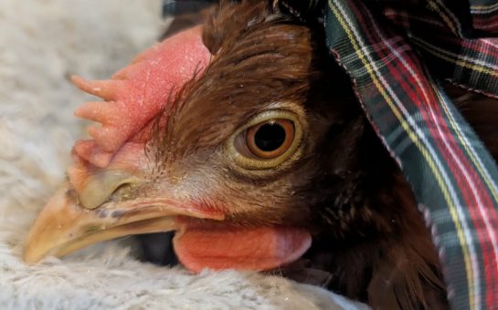 Wildlife charity responds to backlash over fundraising appeal for chicken's surgery