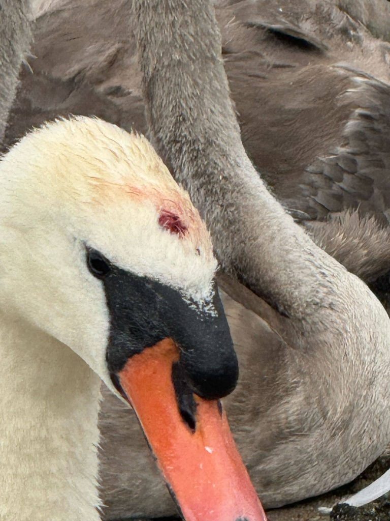 A sawn injured by a catapult