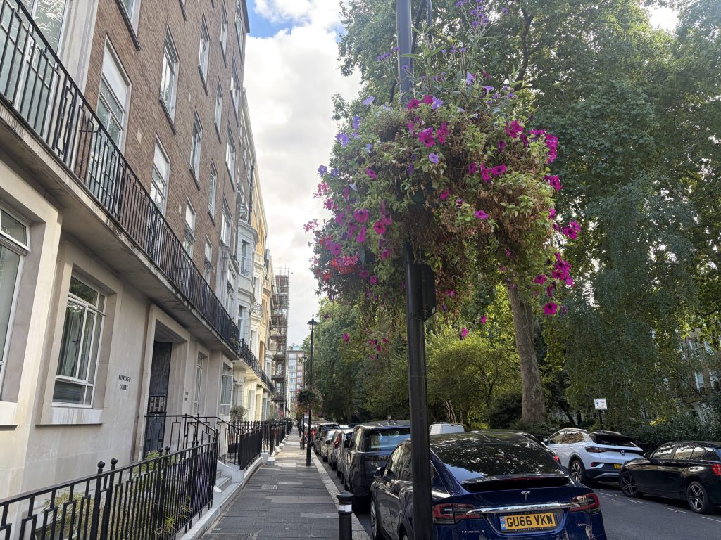 Large pink and purple hanging basket on Bryanston Square.