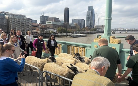 Sheep crossing Southwark Bridge during the 2026 Woolmen's Sheep Drive in London