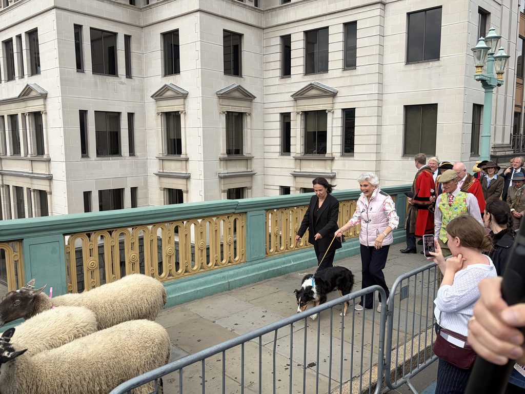 Angela Rippon walking alongside sheep during the Woolmen's Sheep Drive on Southwark Bridge